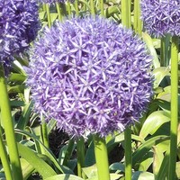Allium  'Dutchman' Photo: J. Amand